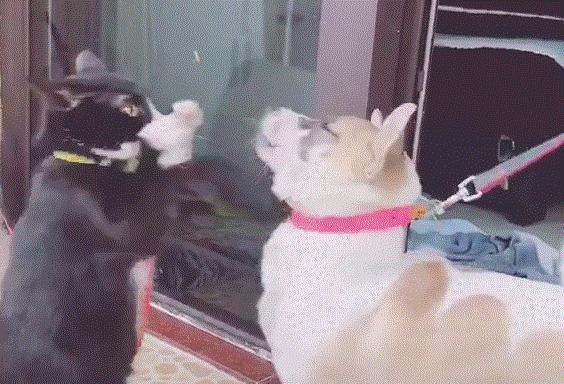 奥迪A3论坛新人真的能快速入门吗？