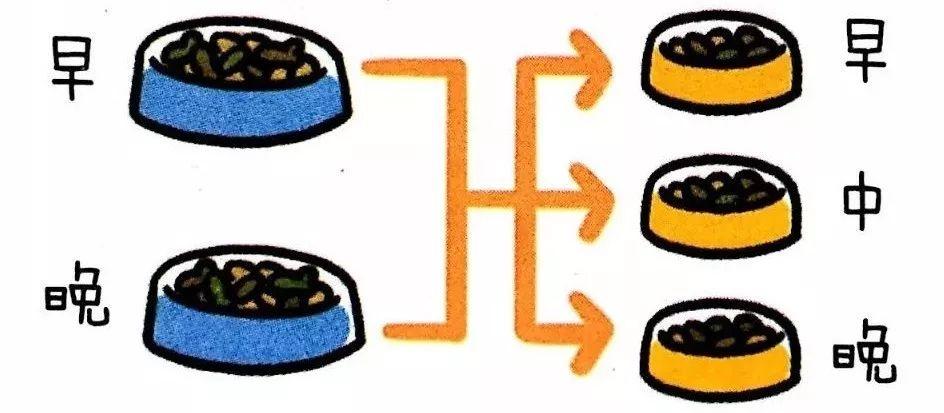 怀孕猫咪突然饭量翻倍？这份喂食指南新手必看！