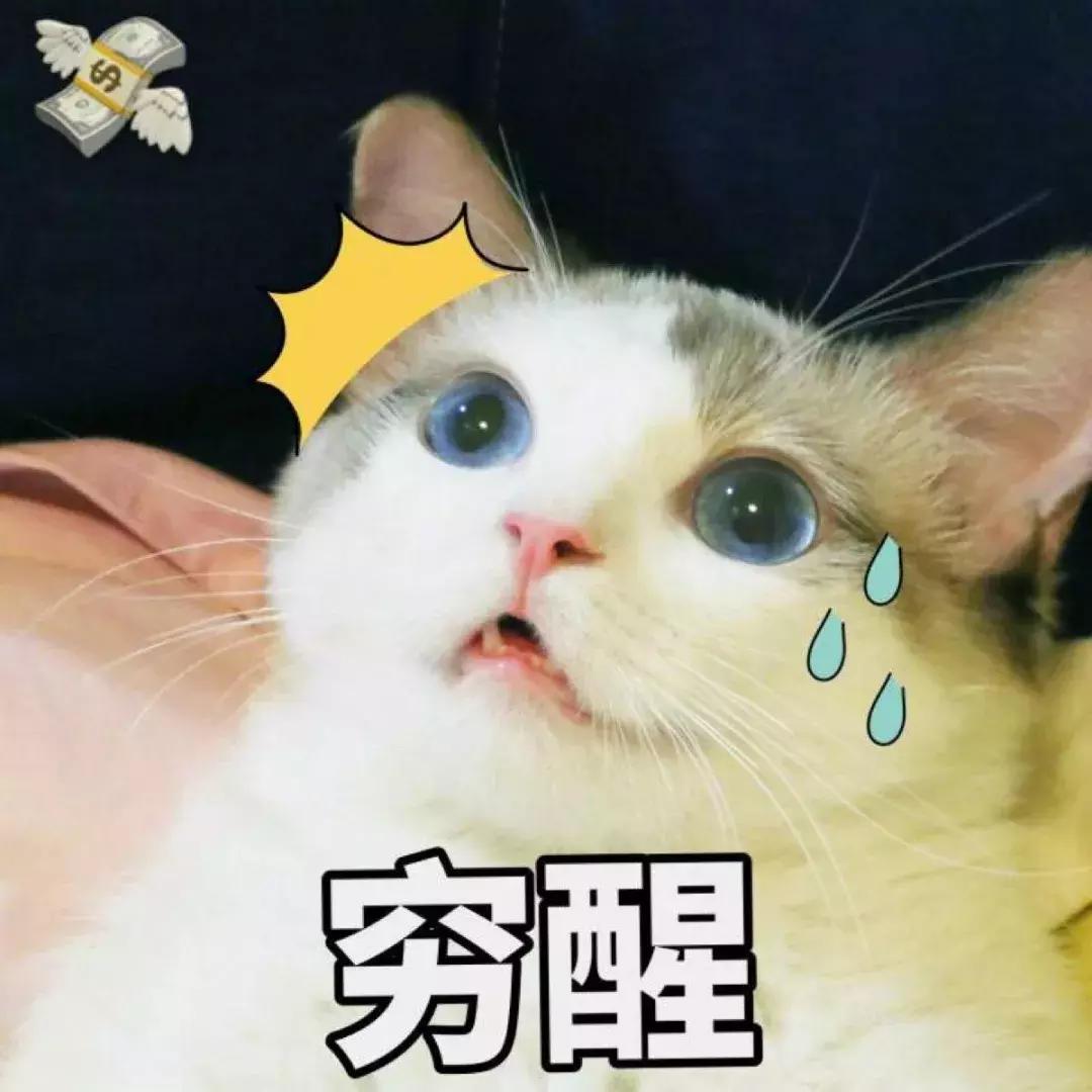 夏天给猫咪剃毛真的能帮它降温吗? 夏天给猫咪剃毛真的能帮它降温吗?