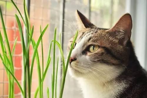 梦见死去的亲人复活预示什么？心理学拆解3大真相与转运法则