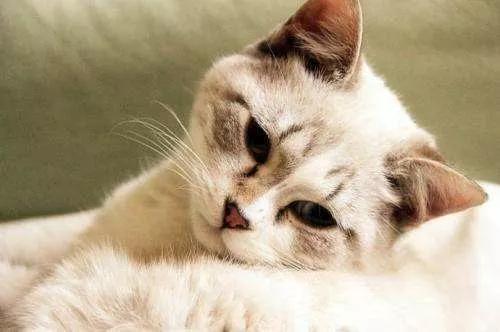 母猫屁股带血真是来大姨妈？