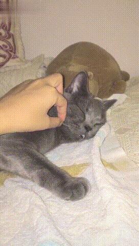 猫咪掉胡子是生病的前兆吗？这6种情况必须马上送医！