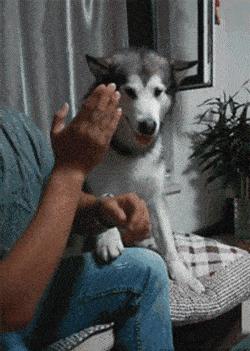 瓷都算命真的能预知未来吗? 瓷都算命真的能预知未来吗?