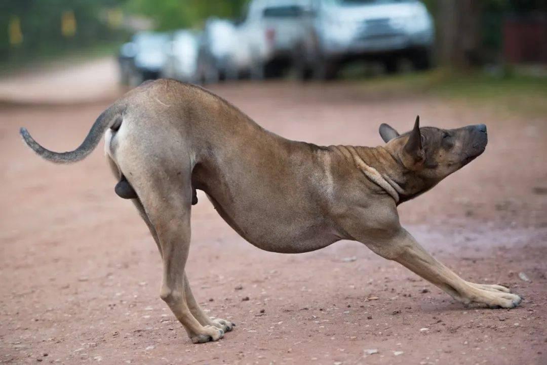 你家猫主子舔毛时突然打喷嚏？别慌！这正常吗？