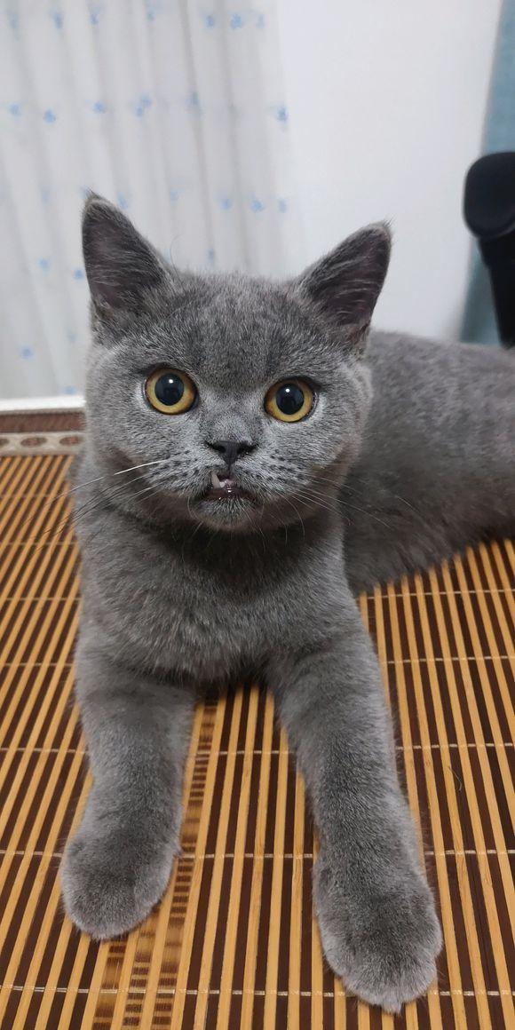 猫咪牙齿松动能自己拔吗？