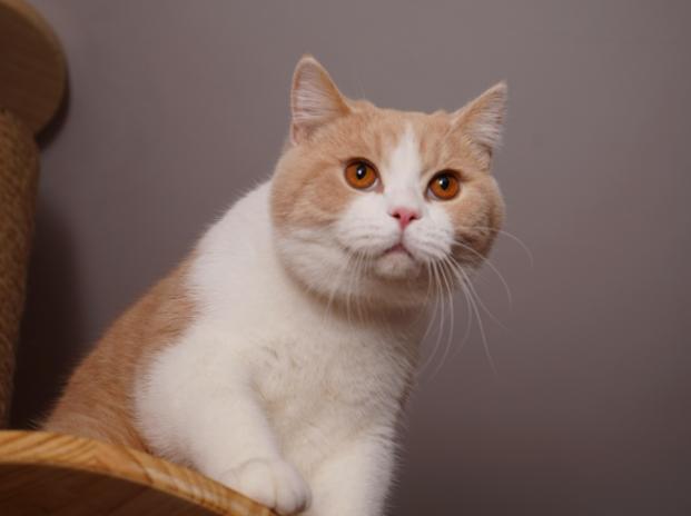 猫咪便便里有虫该怎么办？