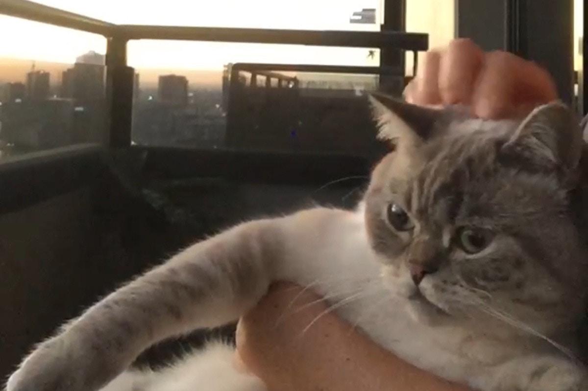 猫咪拉稀呕吐会自己好吗？新手必看急救指南