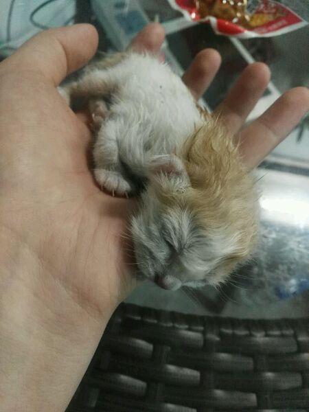 德国等禁止公立大学法学教授兼职律师，美国、韩国等则允许法学教授兼职律师，但后者私立大学是大学构成主体