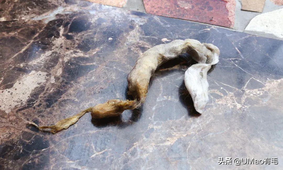 猫咪突然又吐又拉？新手如何快速应对？