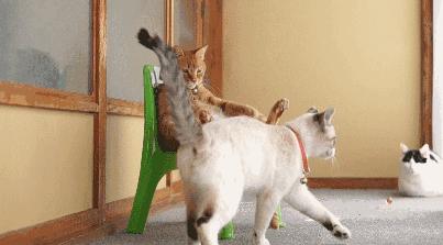 猫咪放屁为什么会像生化武器？