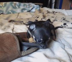 新手为什么总被狗追着咬？