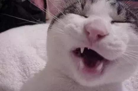 猫咪打喷嚏是感冒还是猫鼻支？