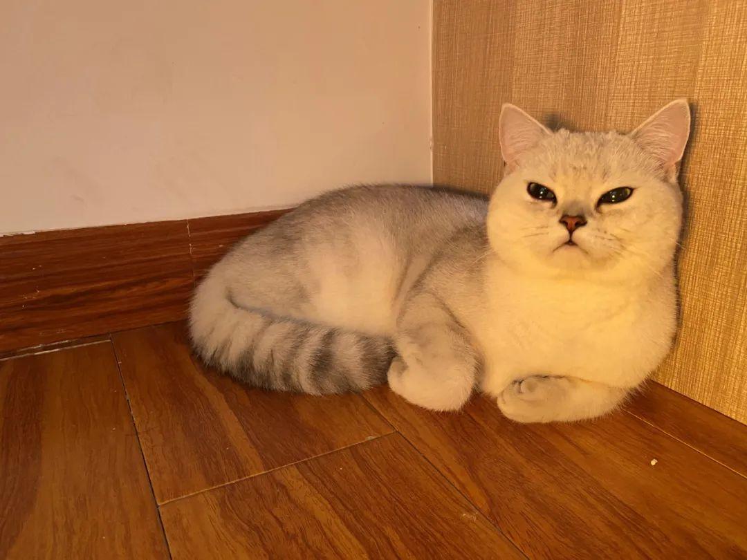 猫咪突然疯狂摇头是生病了吗? 猫咪突然疯狂摇头是生病了吗?