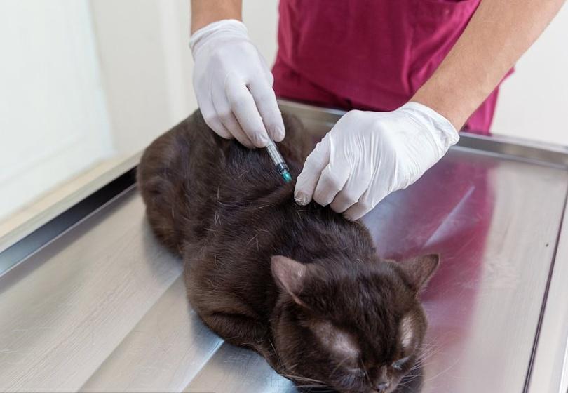 猫咪长猫藓真的会传给人吗? 猫咪长猫藓真的会传给人吗?