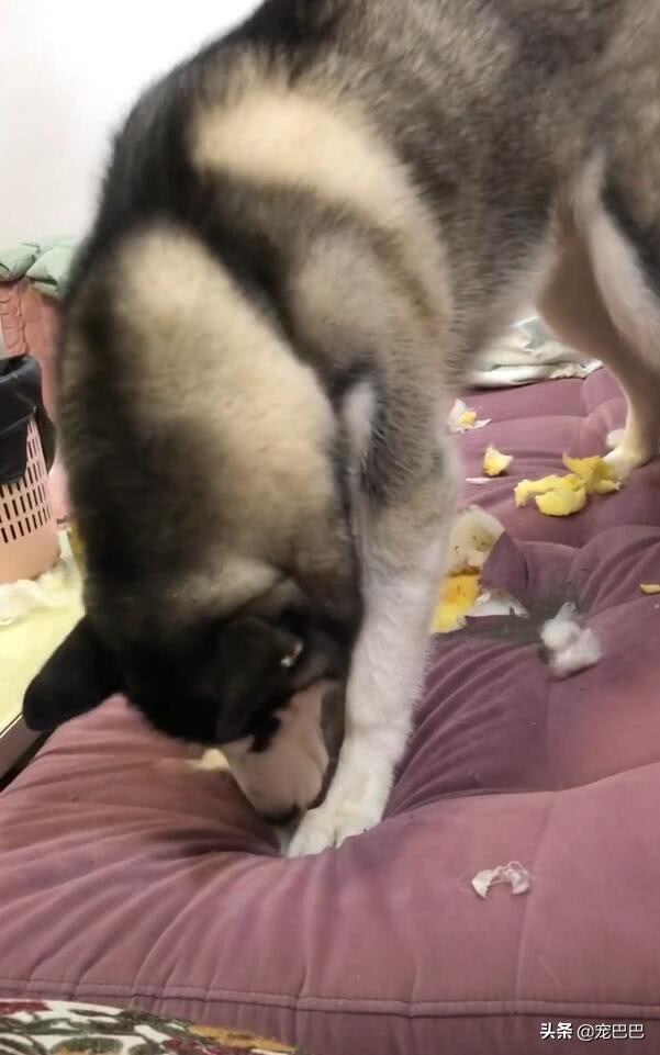 你家猫主子最近乱啃家具了吗？