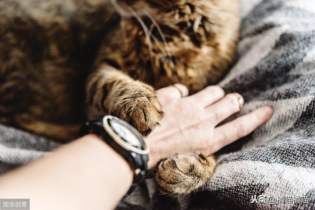 你家主子每天吃多少才不算虐待? 你家主子每天吃多少才不算虐待?