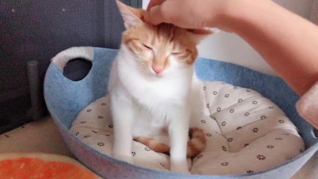 为什么我家猫咪总爱咬人？这些原因你可能没想到！