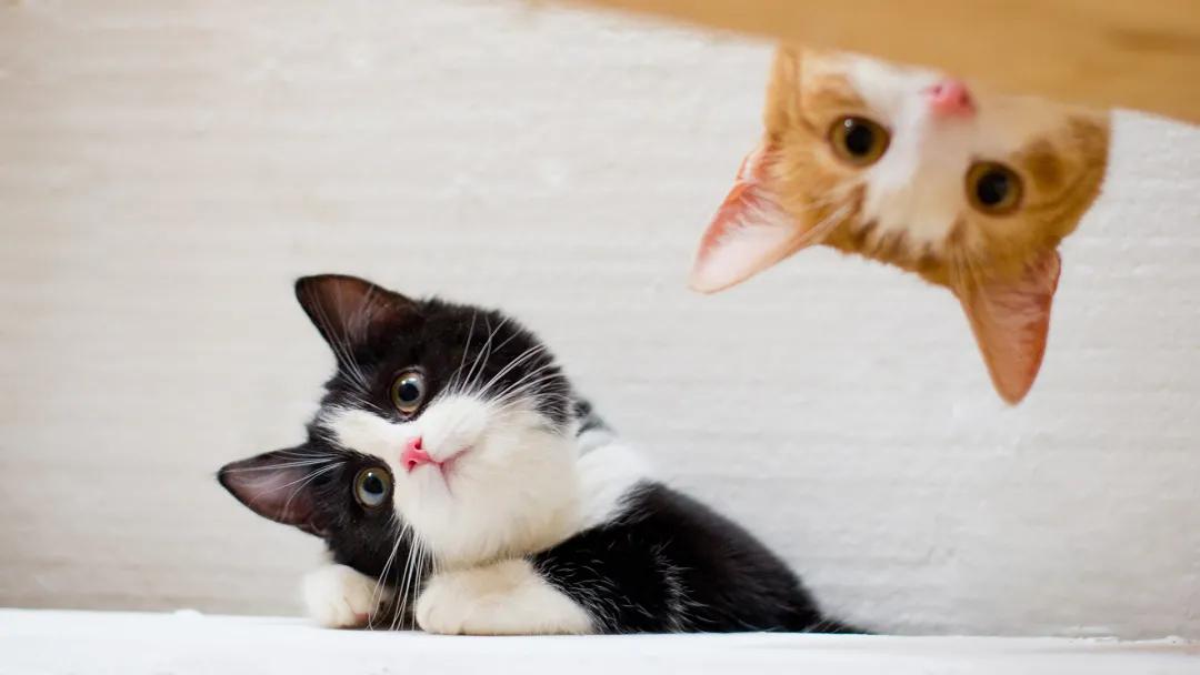 猫咪为什么总冲你喵喵叫? 猫咪为什么总冲你喵喵叫?