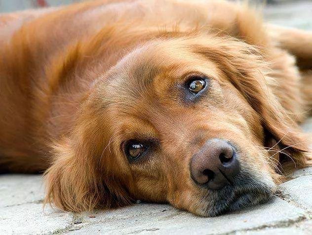 猫咪驱虫后呕吐正常吗？新手必看处理指南