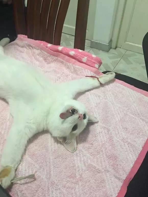 猫咪多大绝育最合适？新手必看的5个关键时间点