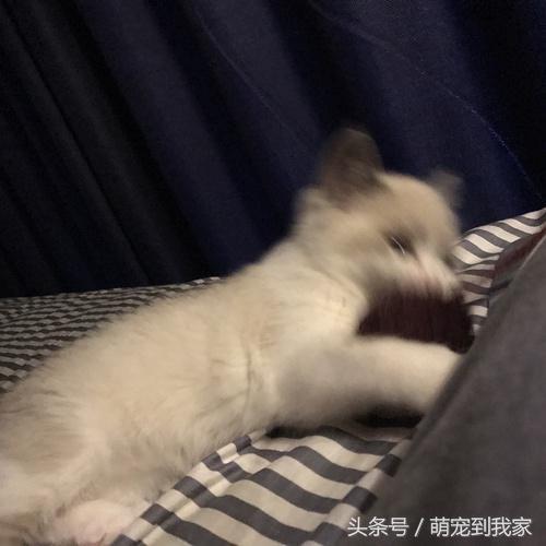 猫咪肉垫形状真的能判断性格吗? 猫咪肉垫形状真的能判断性格吗?