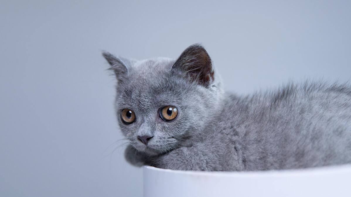 中华骏捷FSV价格解析：想买二手代步车？预算有限如何避坑省2万攻略