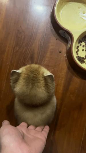 带猫坐飞机真的会被空姐骂哭吗？