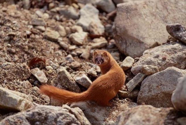 梦见黄鼠狼是凶兆还是福报? 梦见黄鼠狼是凶兆还是福报?