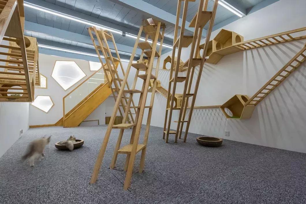 为什么你家猫主子总爱趴你头上睡觉？