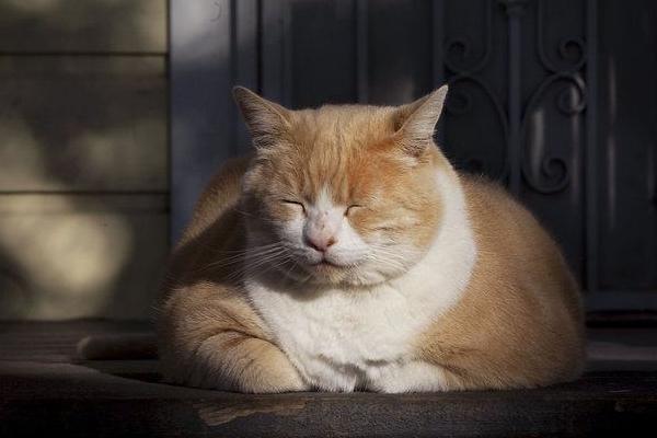 为什么养猫新手都在搜 www猫咪 ? 为什么养猫新手都在搜 www猫咪 ?