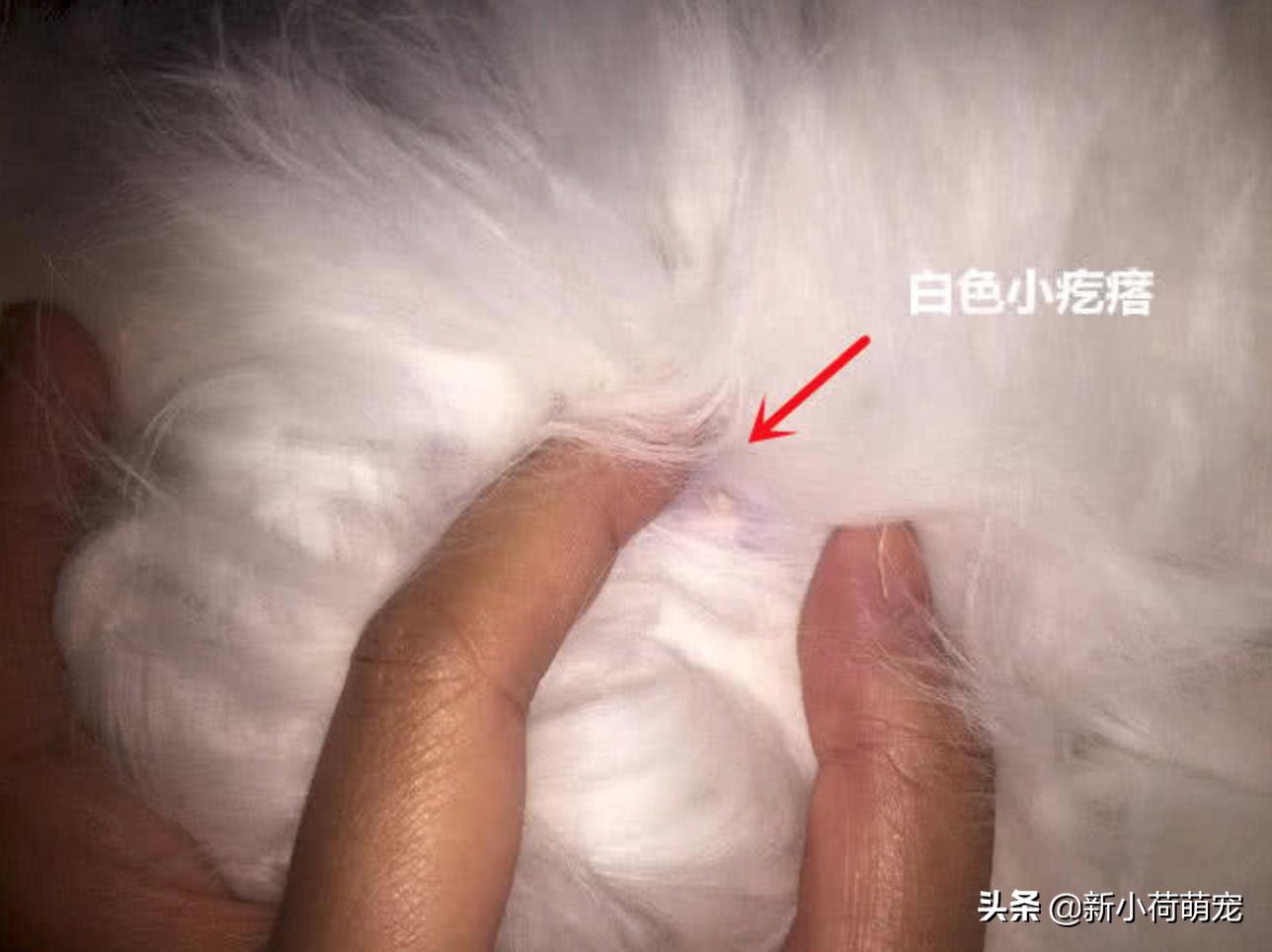 在古晋生活不会用华人论坛?这5个功能让你秒变本地通! 在古晋生活不会用华人论坛?这5个功能让你秒变本地通!