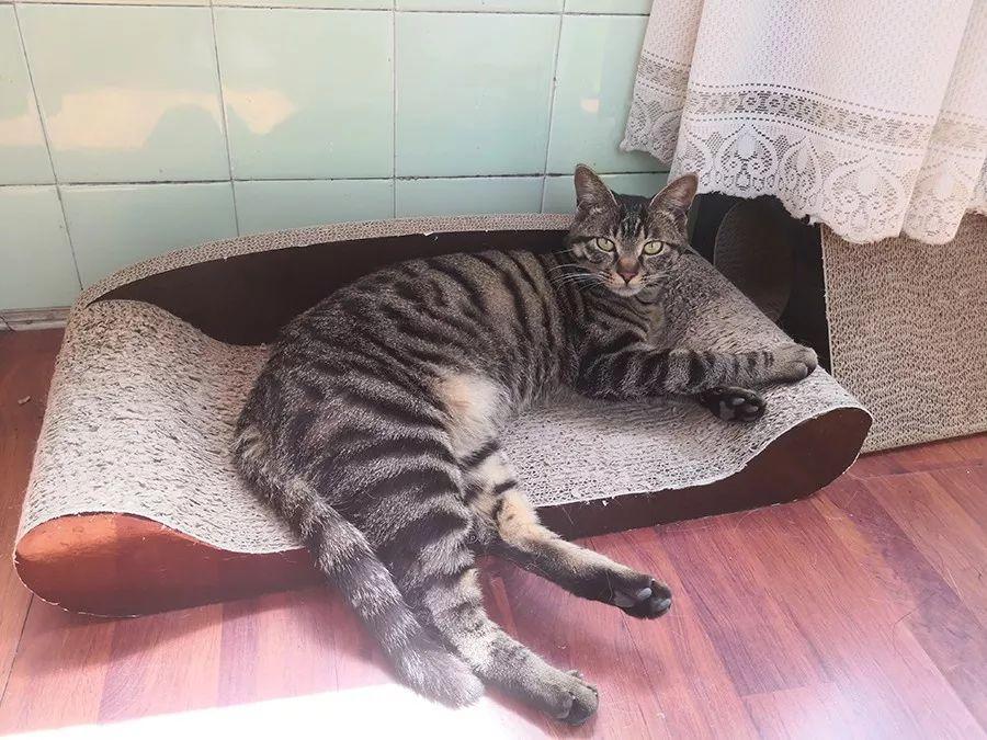 你家的小奶猫开始挠沙发了吗? 你家的小奶猫开始挠沙发了吗?