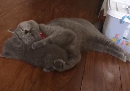 第一次给猫洗澡需要注意哪些坑？