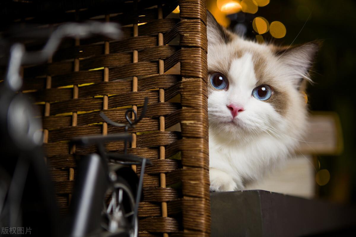 猫咪妊娠期到底需要准备多少天？