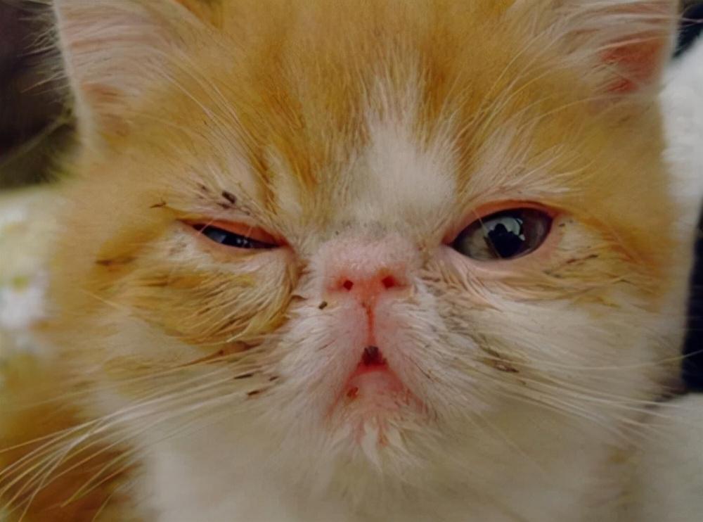 为什么我家猫咪总挂着两条 黑泪痕 ？