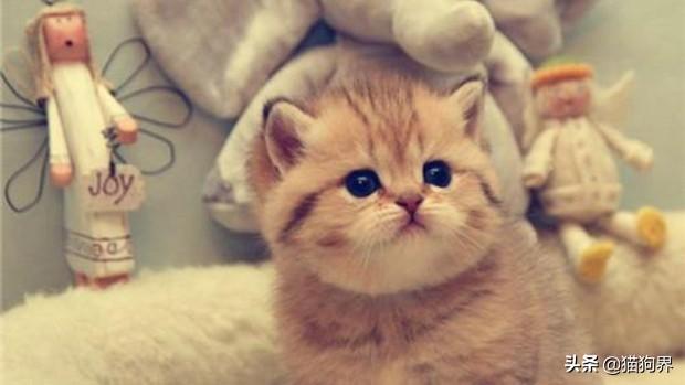 幼猫突然掉牙齿是怎么回事? 幼猫突然掉牙齿是怎么回事?