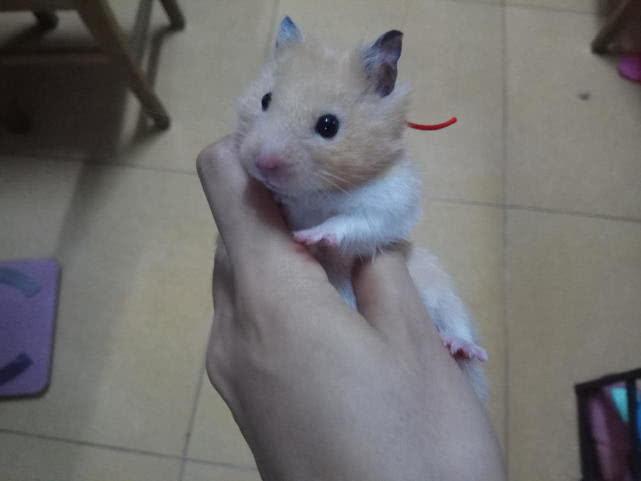 为什么主子总爱突然抱住我的腿？