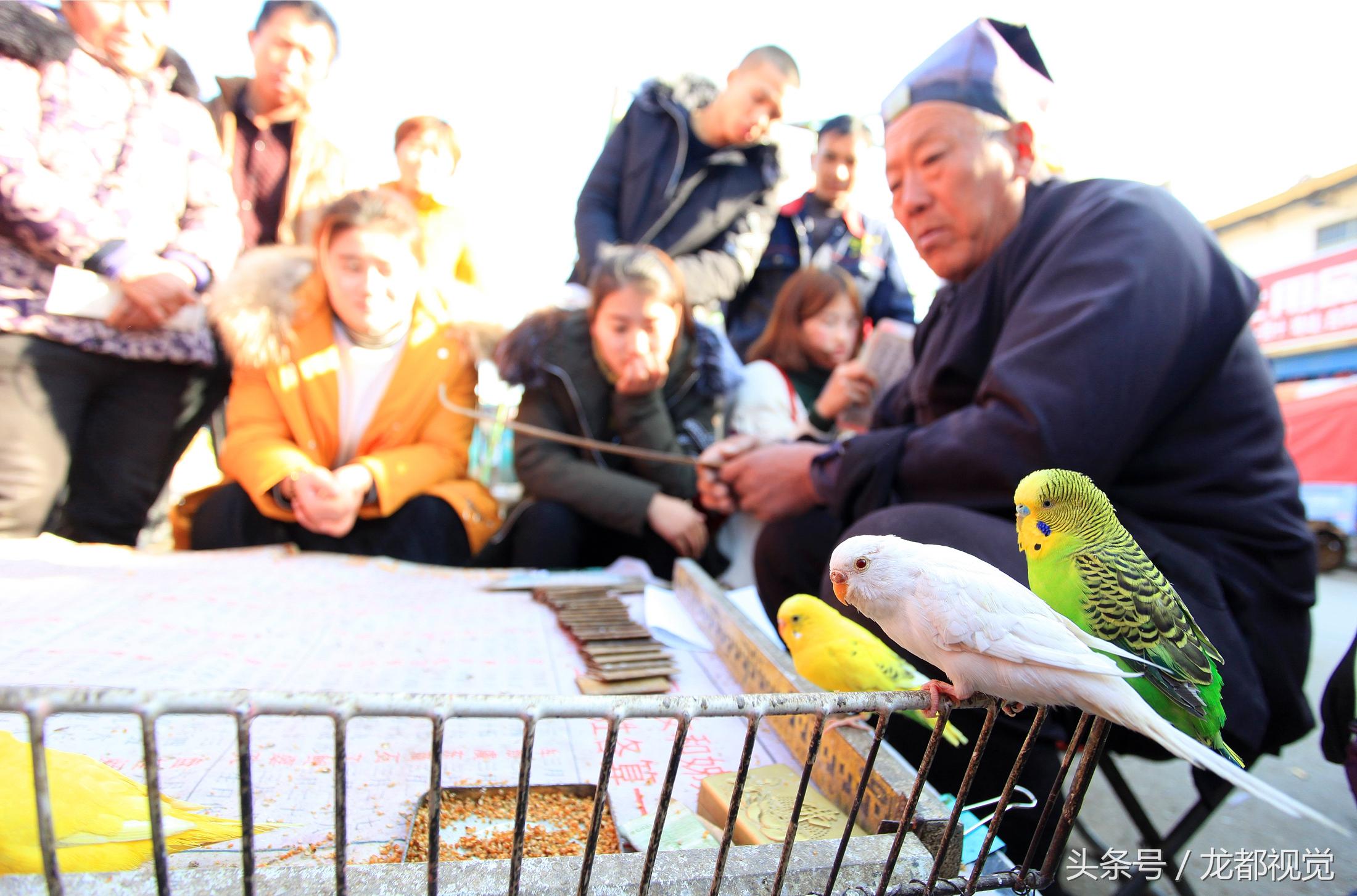 给猫喝牛奶真的会害死它吗？