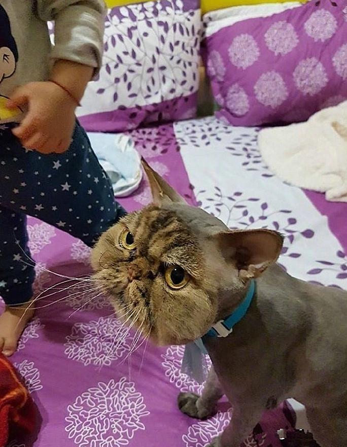 猫咪剃毛后为什么躲着人？新手必看护理指南