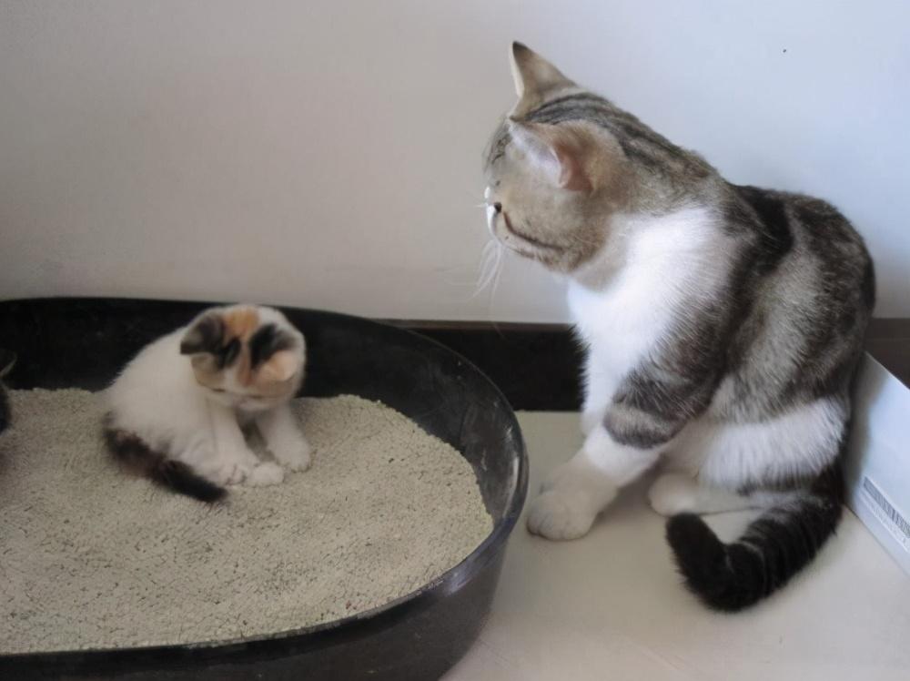 猫咪便便里有虫该怎么办？