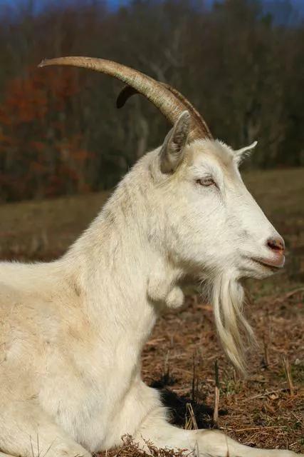 在美国生活找不到同胞怎么办？这些华人论坛能帮你搞定衣食住行！