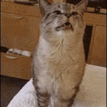 猫咪总打喷嚏是感冒了吗？