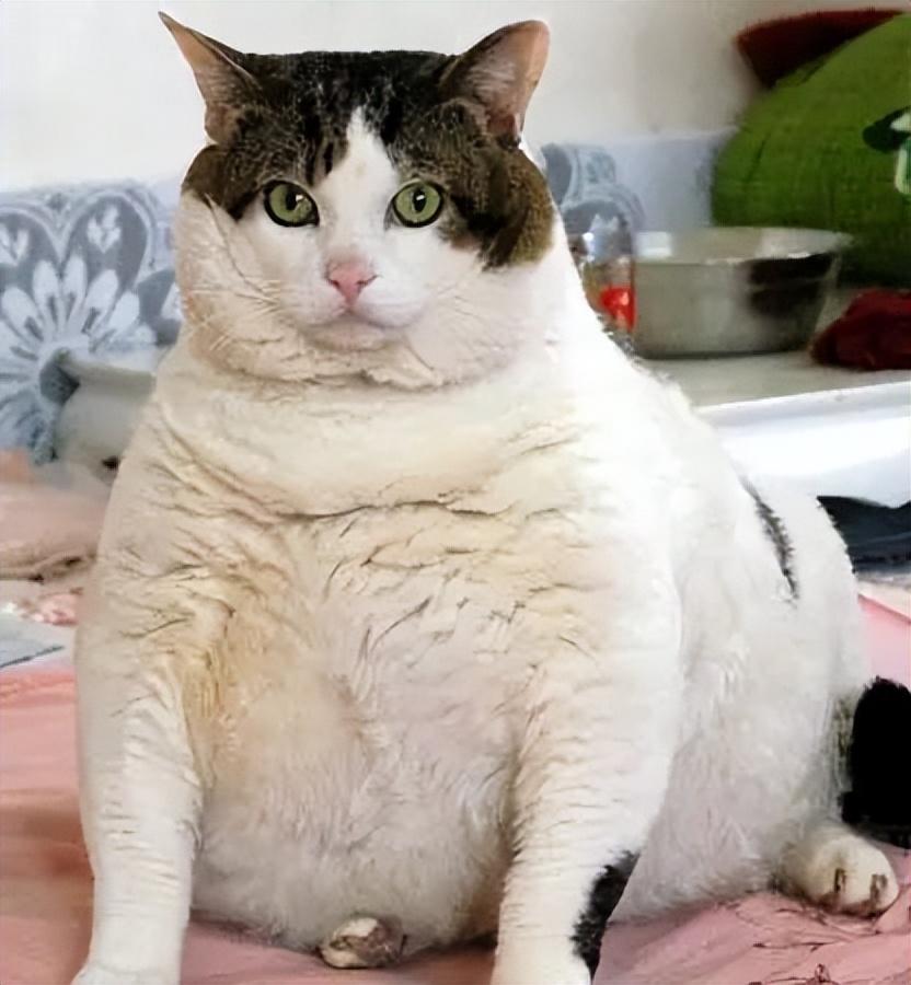 猫咪吃啥才能胖成煤气罐？