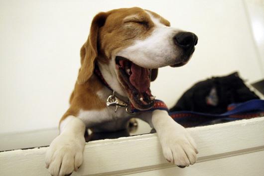 新手铲屎官必看：猫咪生病会传染全家吗？