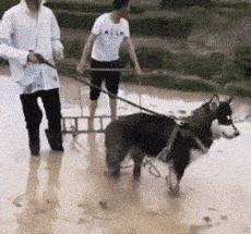 为什么我家猫咪睡觉呼吸声像拖拉机？