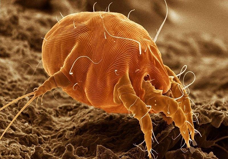 猫咪总挠耳朵是寄生虫作怪吗？