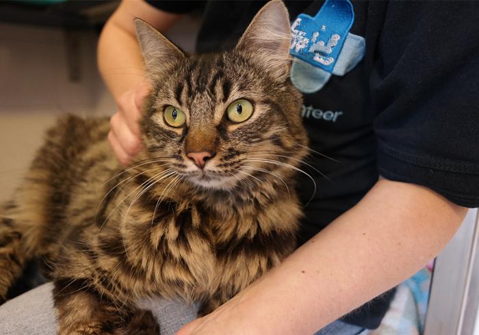 猫咪喘气肚子抽动是心脏病发作吗？