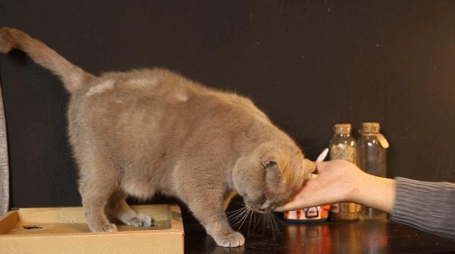 第一次接触猫咪总被挠?手把手教你安全观察小萌宠 第一次接触猫咪总被挠?手把手教你安全观察小萌宠