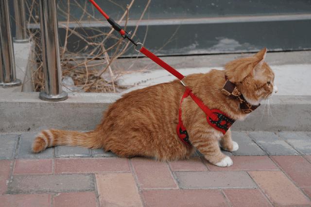 猫咪1.0.3清爽版到底怎么玩才不踩坑? 猫咪1.0.3清爽版到底怎么玩才不踩坑?