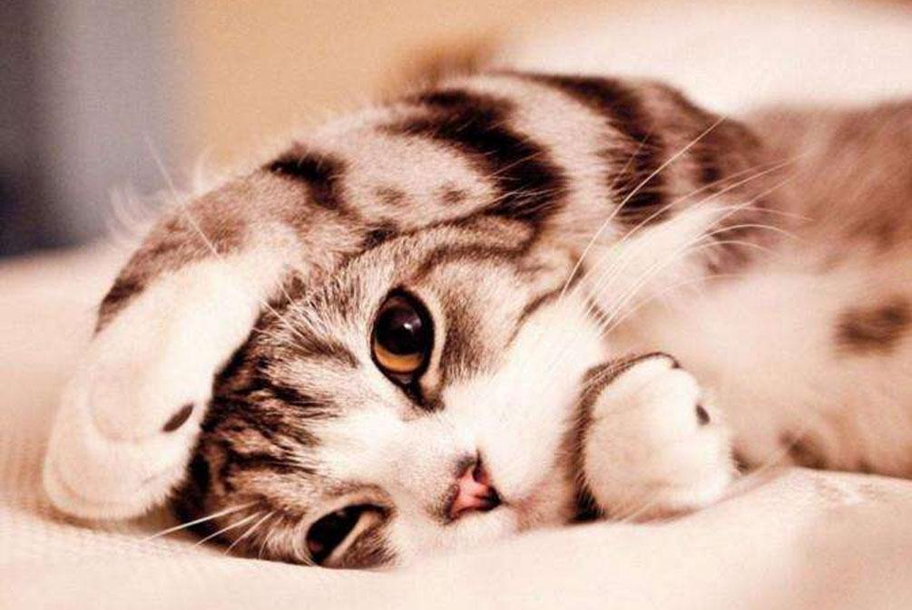 猫咪爪子凉凉的是不是生病了？